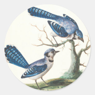 Pegatina Redonda Los grifos azules son pájaros Bonitos