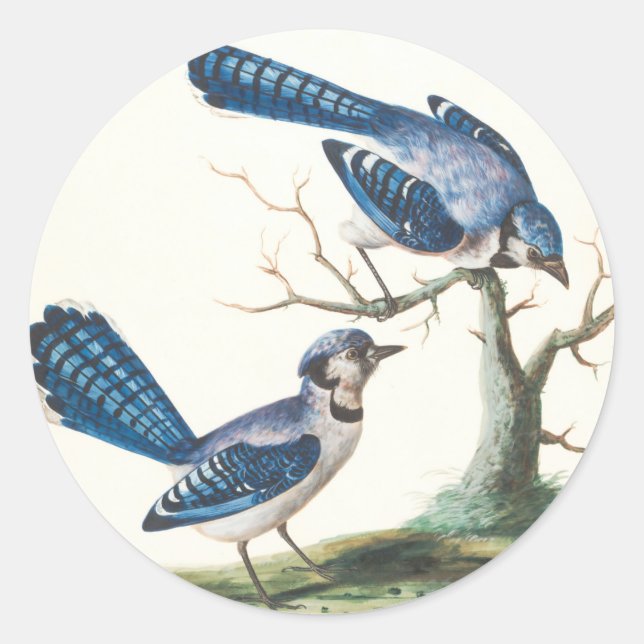 Pegatina Redonda Los grifos azules son pájaros Bonitos (Anverso)