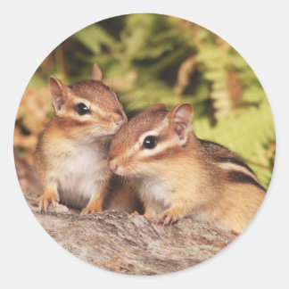 Pegatina Redonda Los mejores amigos, bebés, Chipmunks