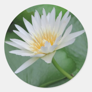 Pegatina Redonda Loto, Namaste, meditación, zen, tiendas, planta, n