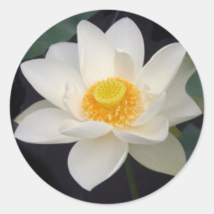 Pegatina Redonda Lotus Blossom