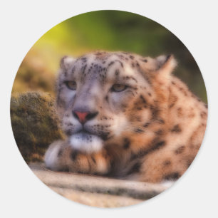 Pegatina Redonda Lounging Leopard