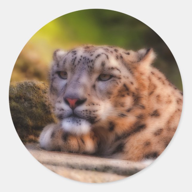 Pegatina Redonda Lounging Leopard (Anverso)