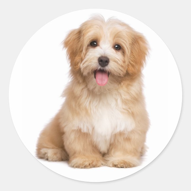 Pegatina Redonda Love Havanese Tan Puppy Dog Hello (Anverso)