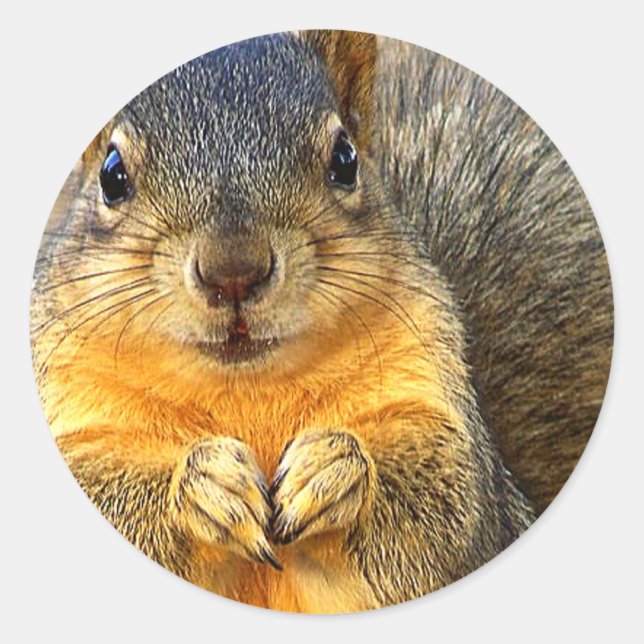 Pegatina Redonda Love Squirrel (Anverso)