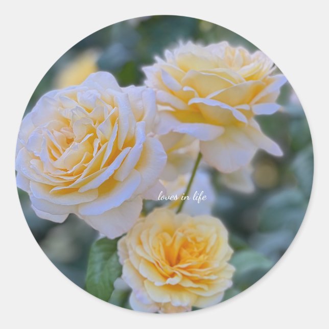 Pegatina Redonda Lovely Light Yellow Roses (Anverso)