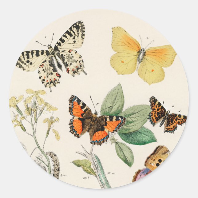 Pegatina Redonda Lovely vintage illustration of butterflies (Anverso)