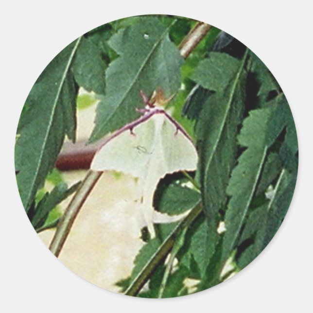 Pegatina Redonda Luna Moth (Anverso)