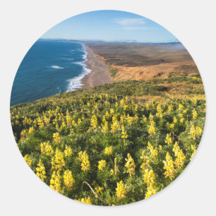 Pegatina Redonda Lupine Amarillo Arriba Punto Reyes Playa En Punto