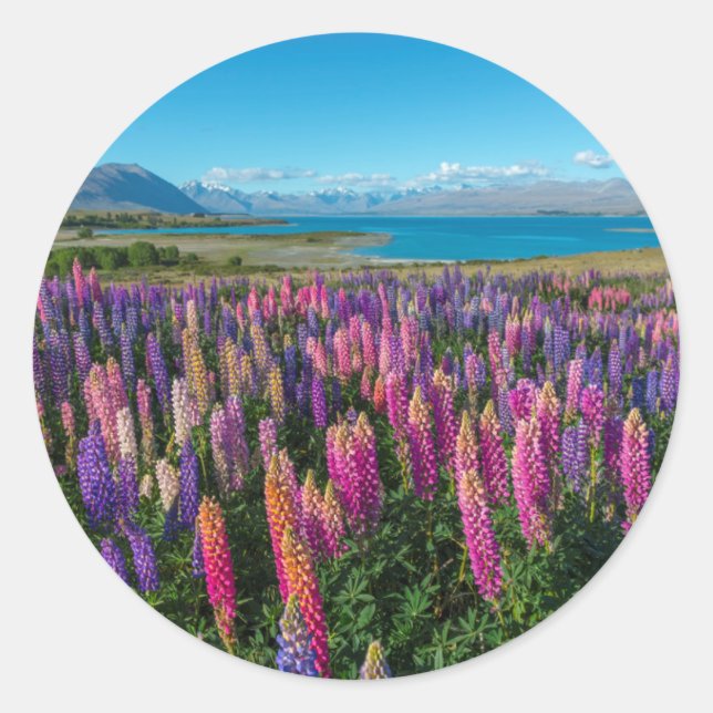 Pegatina Redonda Lupines rusos en el lago Tekapo | Nueva Zelanda (Anverso)