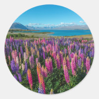 Lupines rusos en el lago Tekapo | Nueva Zelanda