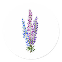 Lupinos de Nueva Escocia