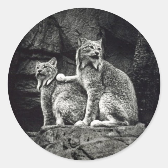 Pegatina Redonda Lynx (Anverso)