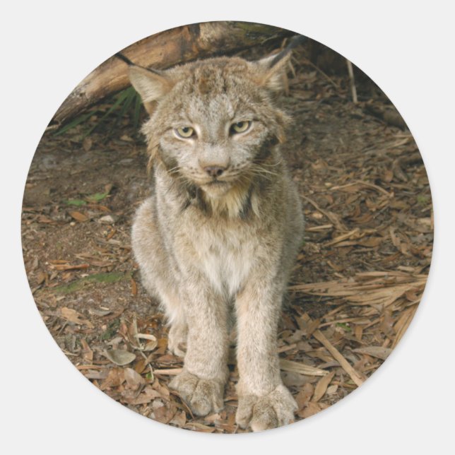 Pegatina Redonda Lynx 0173 canadiense (Anverso)