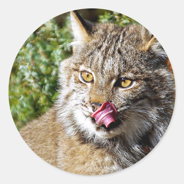 Pegatina Redonda Lynx Canadiense - All In (Anverso)