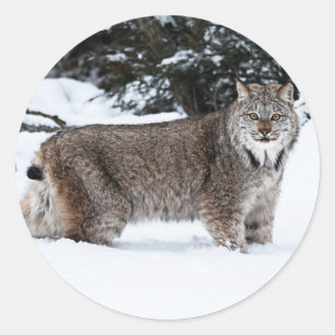 Pegatina Redonda Lynx canadiense en la nieve