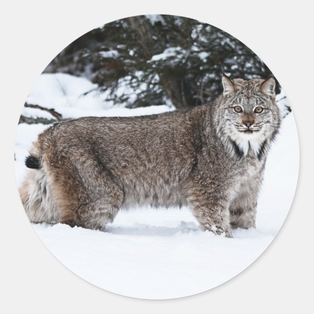 Pegatina Redonda Lynx canadiense en la nieve (Anverso)