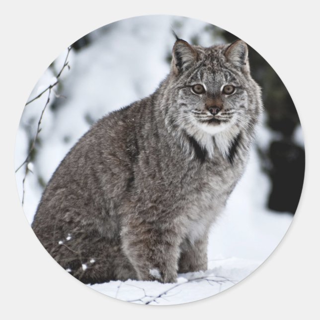 Pegatina Redonda Lynx canadiense en la nieve (Anverso)