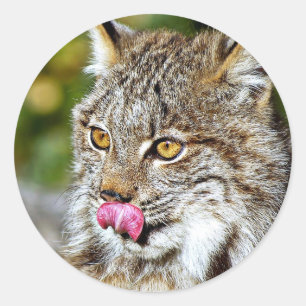 Pegatina Redonda Lynx canadiense: Licando sus chuletas
