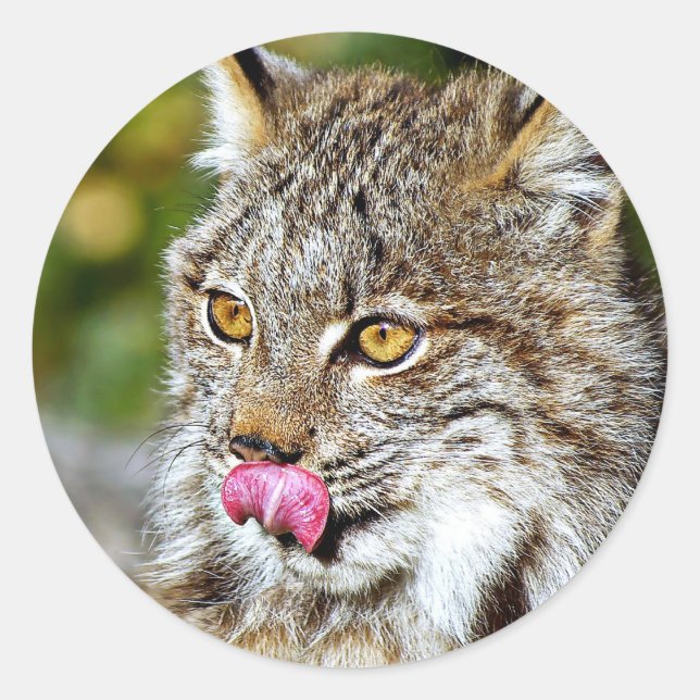 Pegatina Redonda Lynx canadiense: Licando sus chuletas (Anverso)