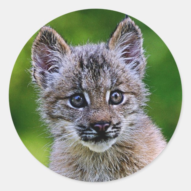 Pegatina Redonda Lynx Kitten canadiense (Anverso)