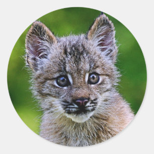 Pegatina Redonda Lynx Kitten canadiense