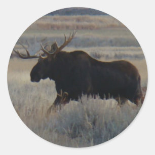 Pegatina Redonda M2 Bull Moose Big Bull