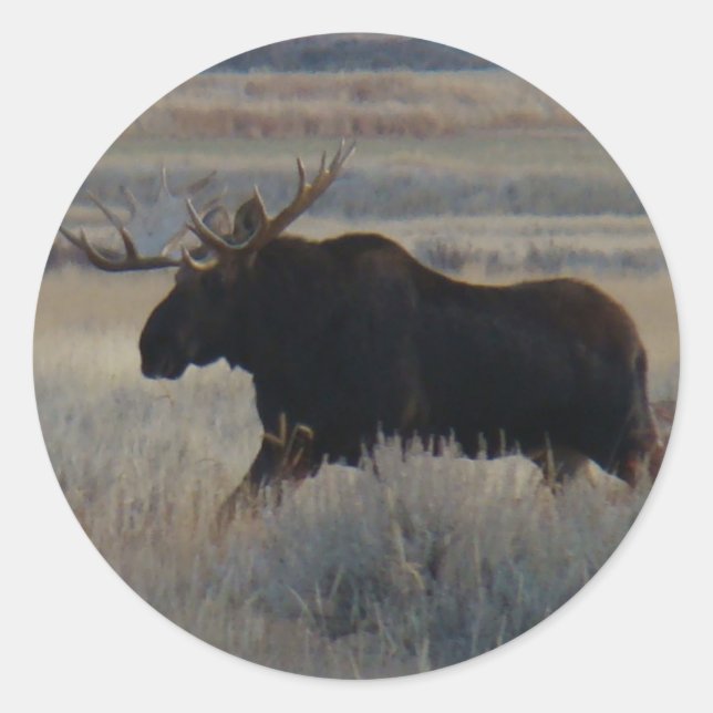 Pegatina Redonda M2 Bull Moose Big Bull (Anverso)