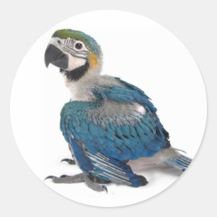 Pegatina Redonda Macao azul y amarillo