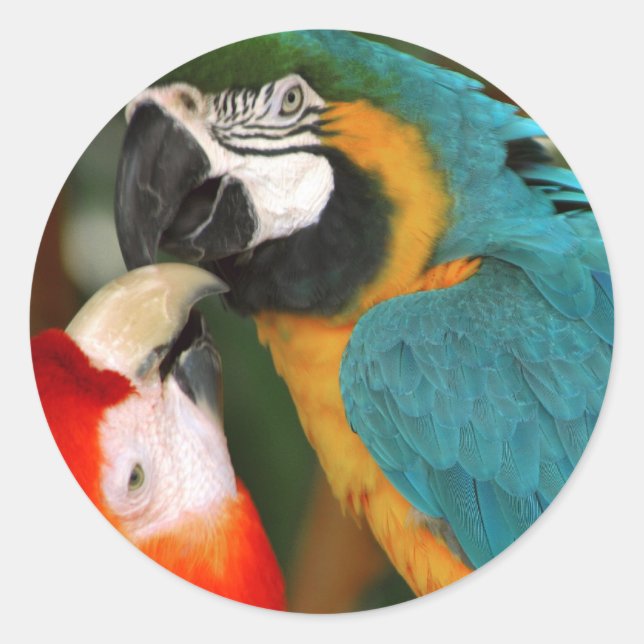 Pegatina Redonda Macaws (Anverso)