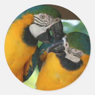 Pegatina Redonda Macaws