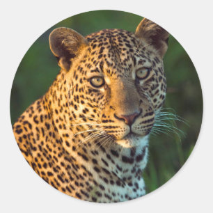 Pegatina Redonda Macho Leopardo (Panthera Pardus) Cachorro Adulto