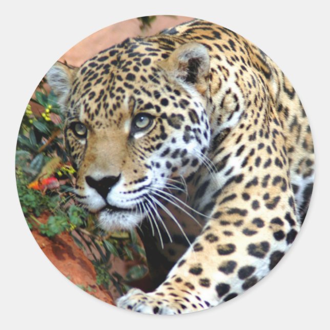Pegatina Redonda Macro de Stalking Leopard (Anverso)