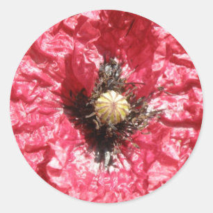 Pegatina Redonda MacroPegatinas de la flor de amapola roja bonito