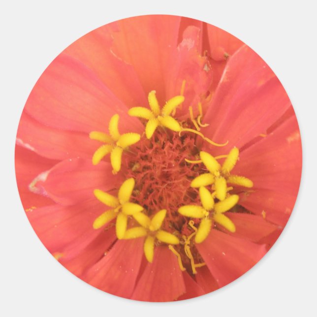 Pegatina Redonda MacroPegatinas de la zinnia roja (Anverso)