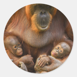 Pegatina Redonda Madre de Orangutan sosteniendo dos bebés