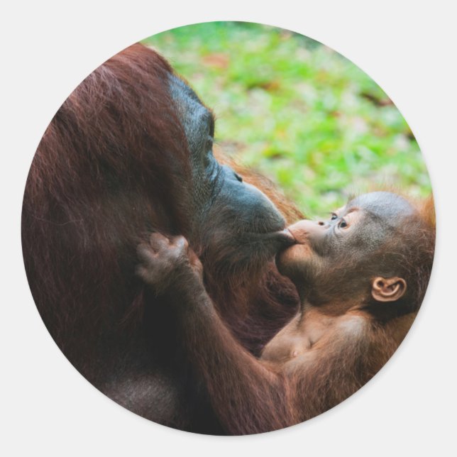 Pegatina Redonda Madre de orangután y bebé (Anverso)