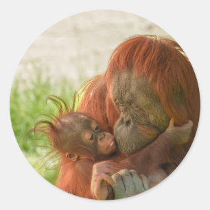 Pegatina Redonda Madres de Orangutan Tender Momentos