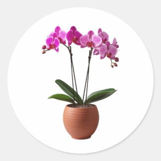 Pegatina Redonda Magenta Blooming Orchid Flowers in a Pot