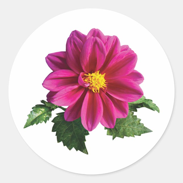 Pegatina Redonda Magenta Gerbera Daisy (Anverso)