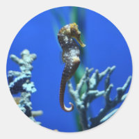 Magia del caballito de mar