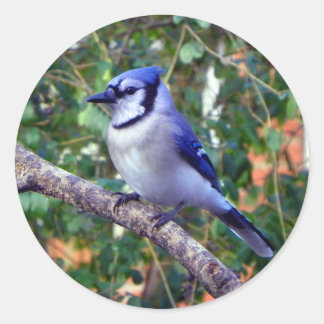 Pegatina Redonda Magnífico Jay Azul