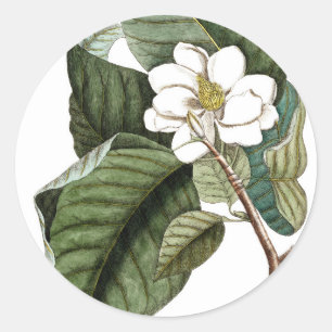 Pegatina Redonda Magnolia #10 Regalo de arte botánico para ella