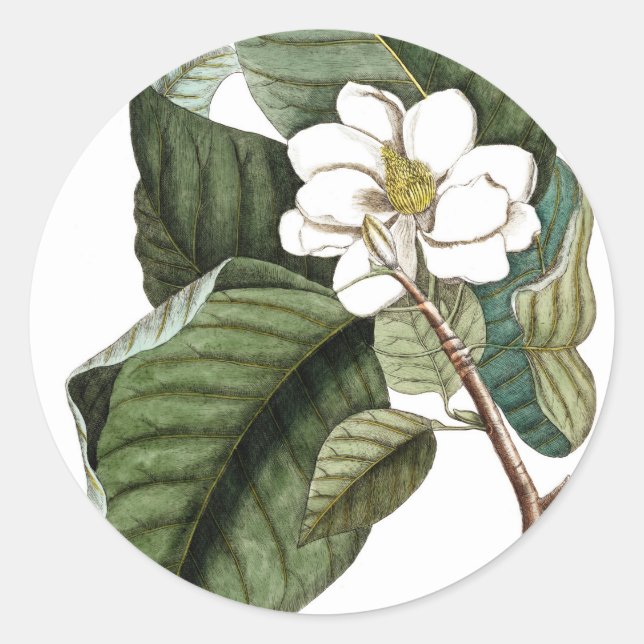 Pegatina Redonda Magnolia #10 Regalo de arte botánico para ella (Anverso)