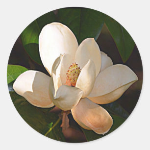 Pegatina Redonda Magnolia de Mississippi