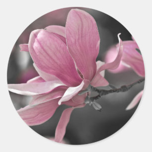 Pegatina Redonda Magnolia de Saucer Rosa Japonesa