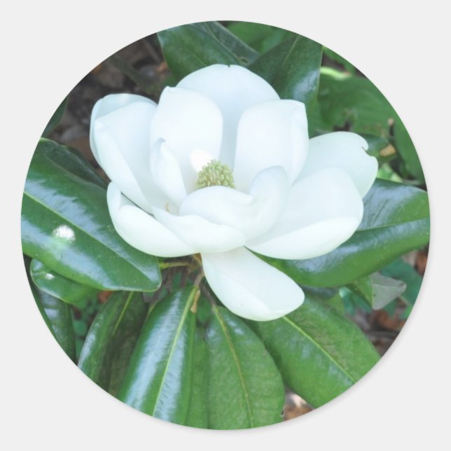Pegatina Redonda Magnolia magnífica (Anverso)