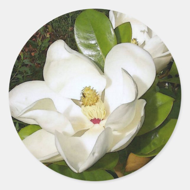Pegatina Redonda Magnolia White (Anverso)