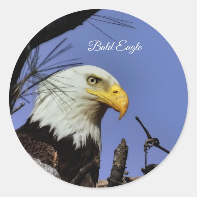 Pegatina Redonda Majestic Bald Eagle (Anverso)
