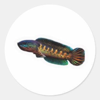 Pegatina Redonda ​Majestic Channa Maru Decal - Rare Freshwater Pred